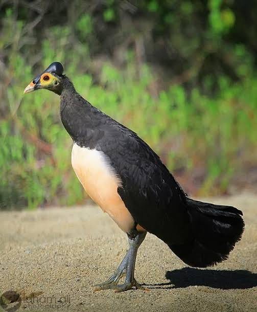 Maleo Si Burung Unik Anti Poligami Ananda Rizky Purwaningdyah