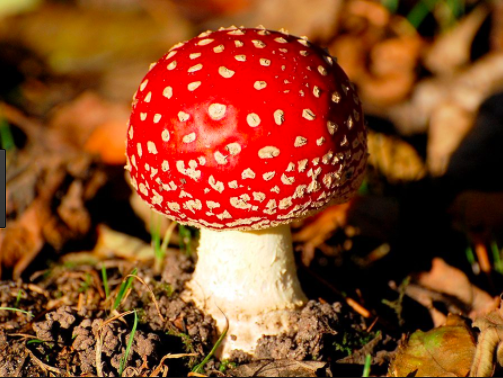 Amanita Muscaria. Die Geschichte eines missverstandenen… by Mara