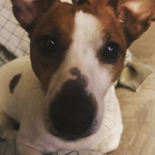 Jack Russell Terrier For Adoption In Newport News Va Adopt 5 Yo Female Nala By Deborah Moore Medium Jack Russell Terrier For Adoption In Newport News Va Adopt 5 Yo Female Nala By Deborah Moore Medium