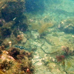 A photo I took off Anacapa Island, Channel Islands National Park of the lush kelp forest of the first photo, laid waste, without a single recognizable growing plant: almost a post-nuclear holocaust.