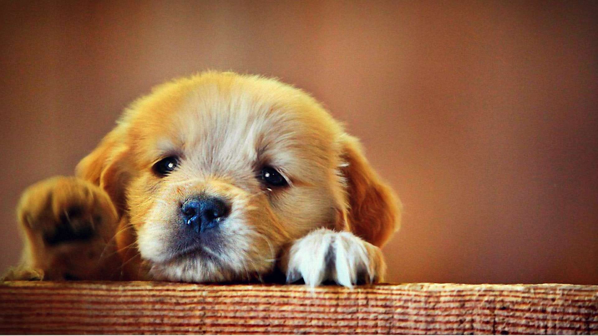 sweet little puppies