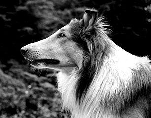 Photo of a side profile of a border collie.  Google says it's Lassie.
