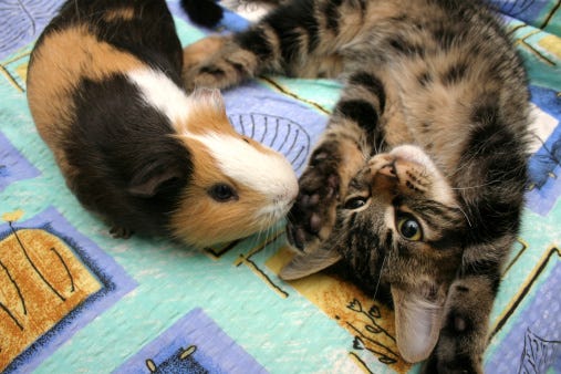 Mga resulta ng larawan para sa Guinea pigs playing with pet cat"