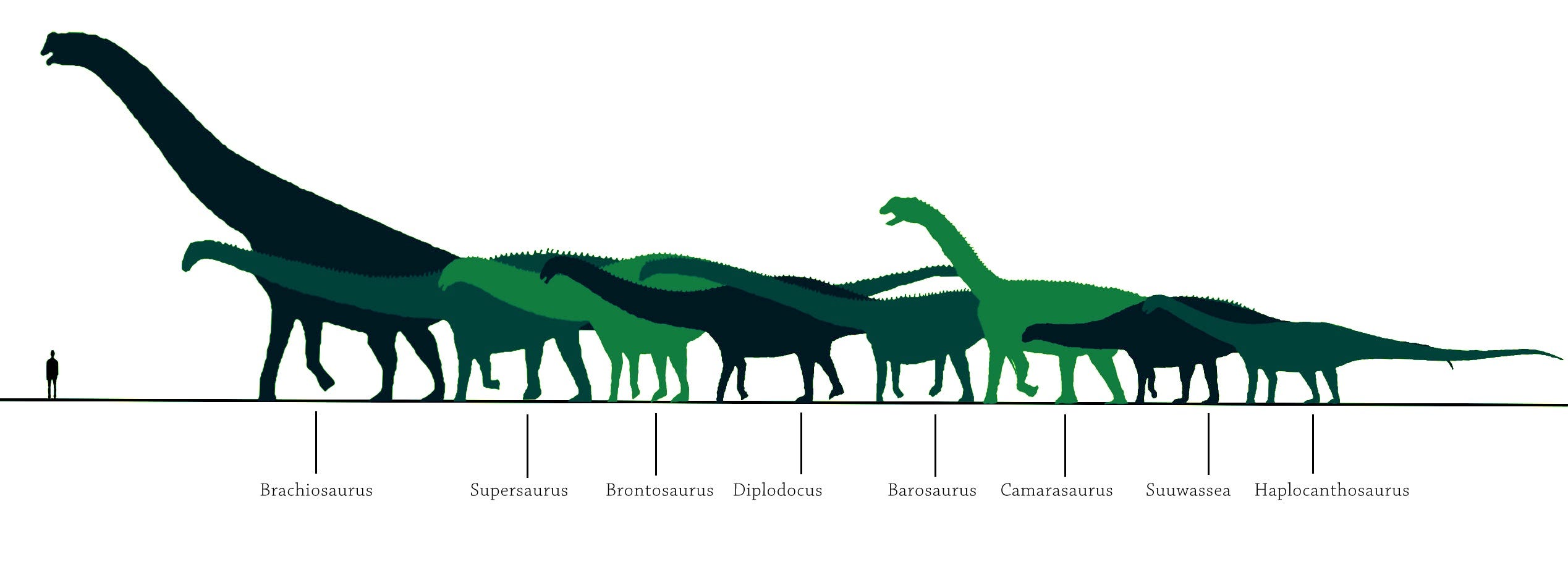 dinosaurs of the morrison formation