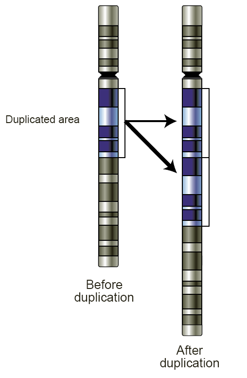 Copy Number Variation In The Human Genome | Maeflowers