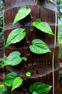ROOT SYSTEM-2. Tap roots and adventitious roots can… | by Biology