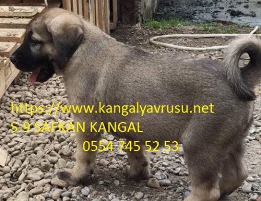 Yavru Kangal Kopeklerde Beslenme Kangal Aski Ciftci Tv Youtube