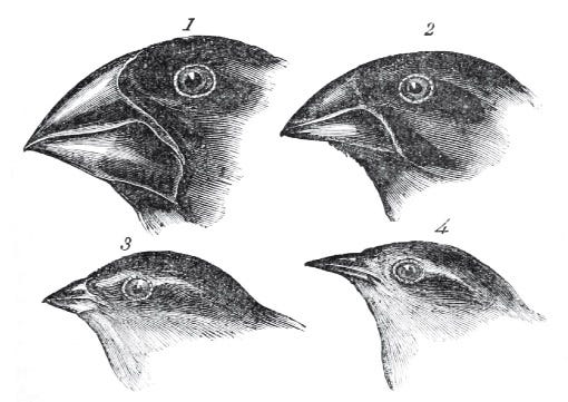 Beak Of The Finch Chapter 1 Summary 11+ Pages Summary [3mb] - Updated 