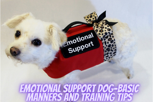 can i train my dog to be an emotional support dog