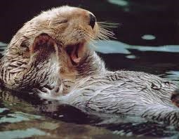 Loutre 10 Bonne Raisons D Adopter Une Loutre By Geo Safe Medium