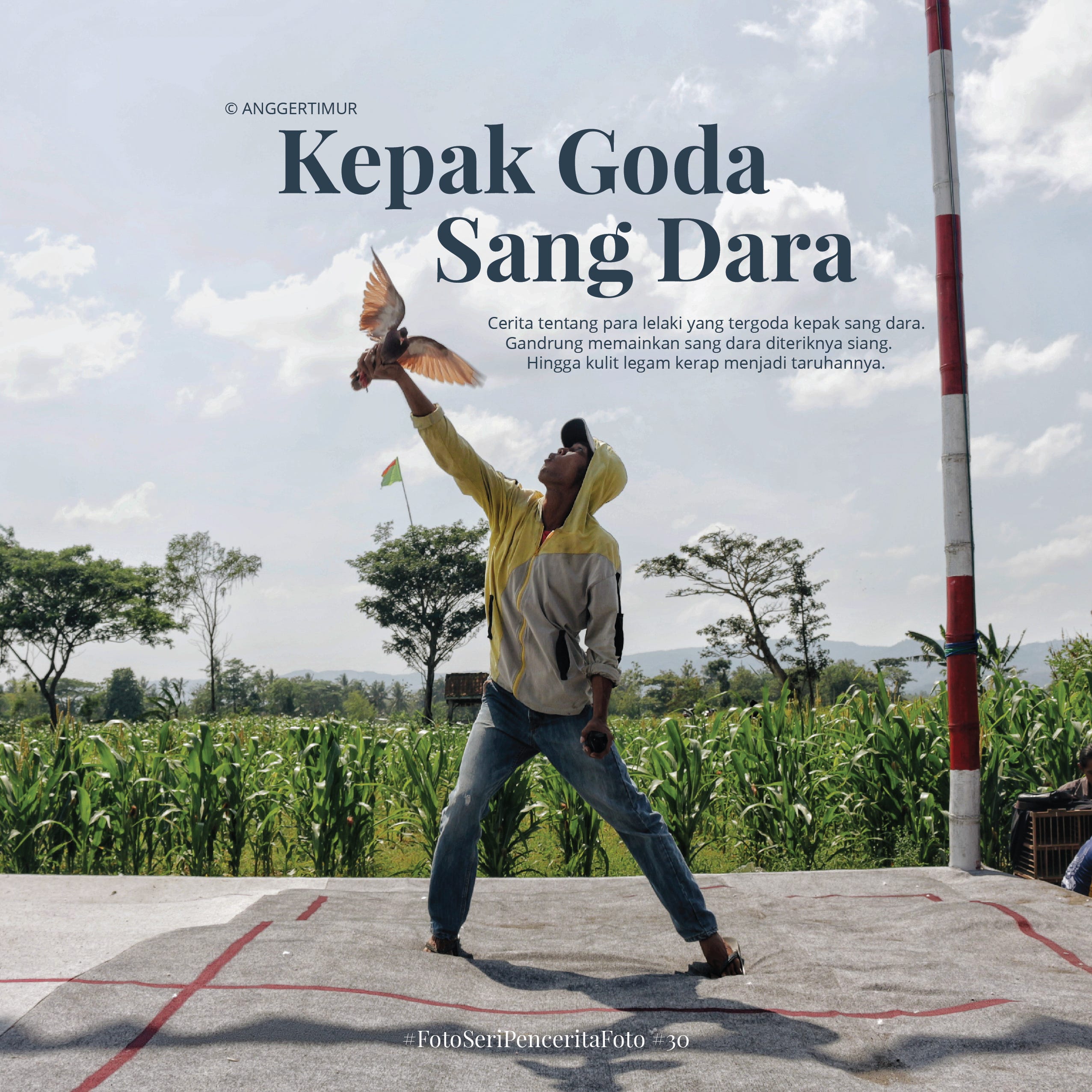 Kepak Goda Sang Dara Anggertimur Medium