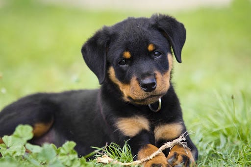 rottweiler puppy cost