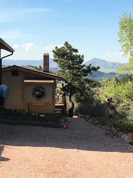 My Airbnb Cabin Patricia Seale Medium