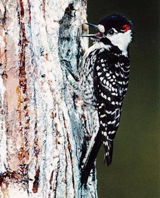 Red-Cockaded Woodpecker Birth an Endangered Species Act Success | by