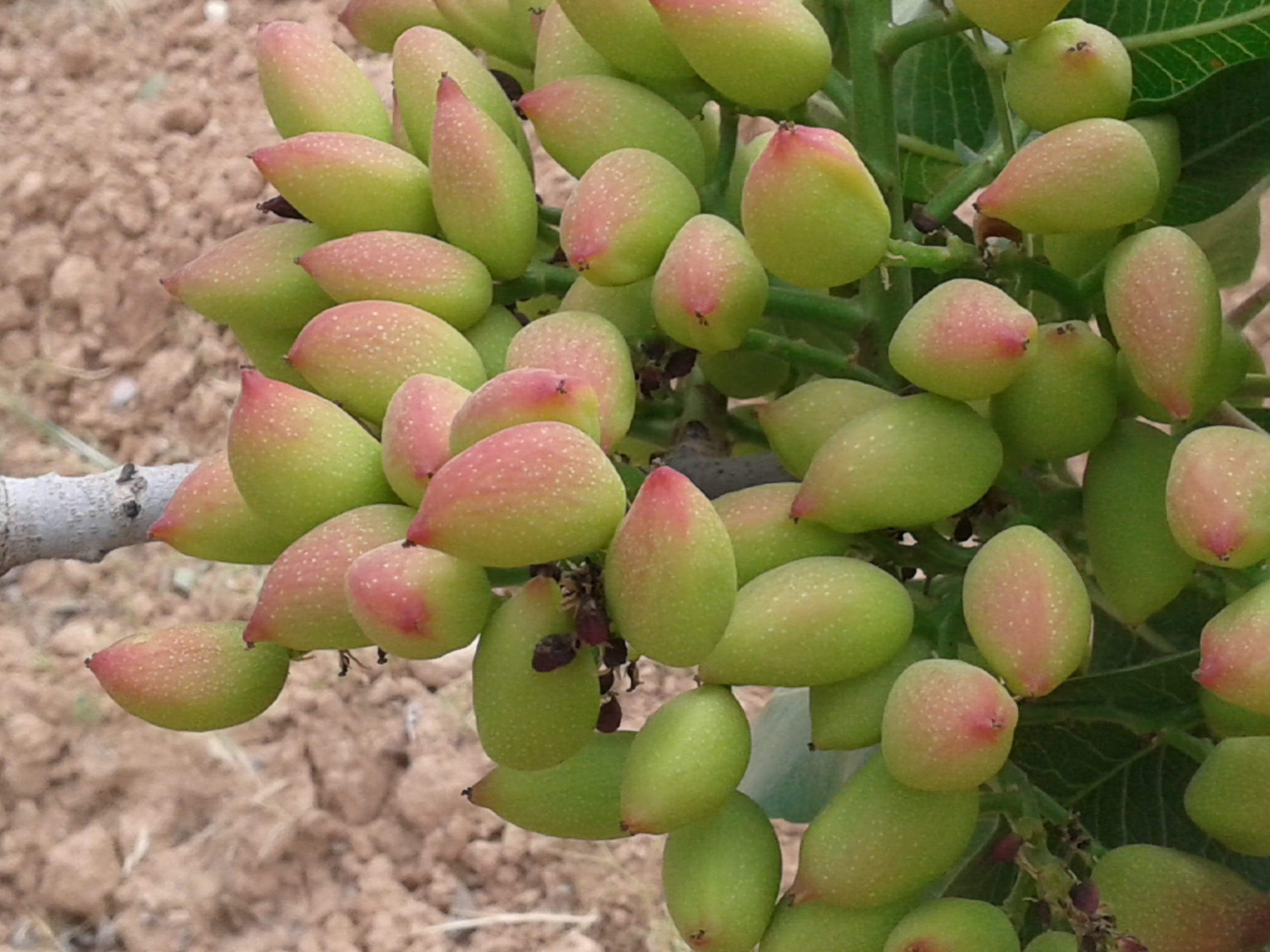 My Pistachio Trees Ibrahim Alalou Medium