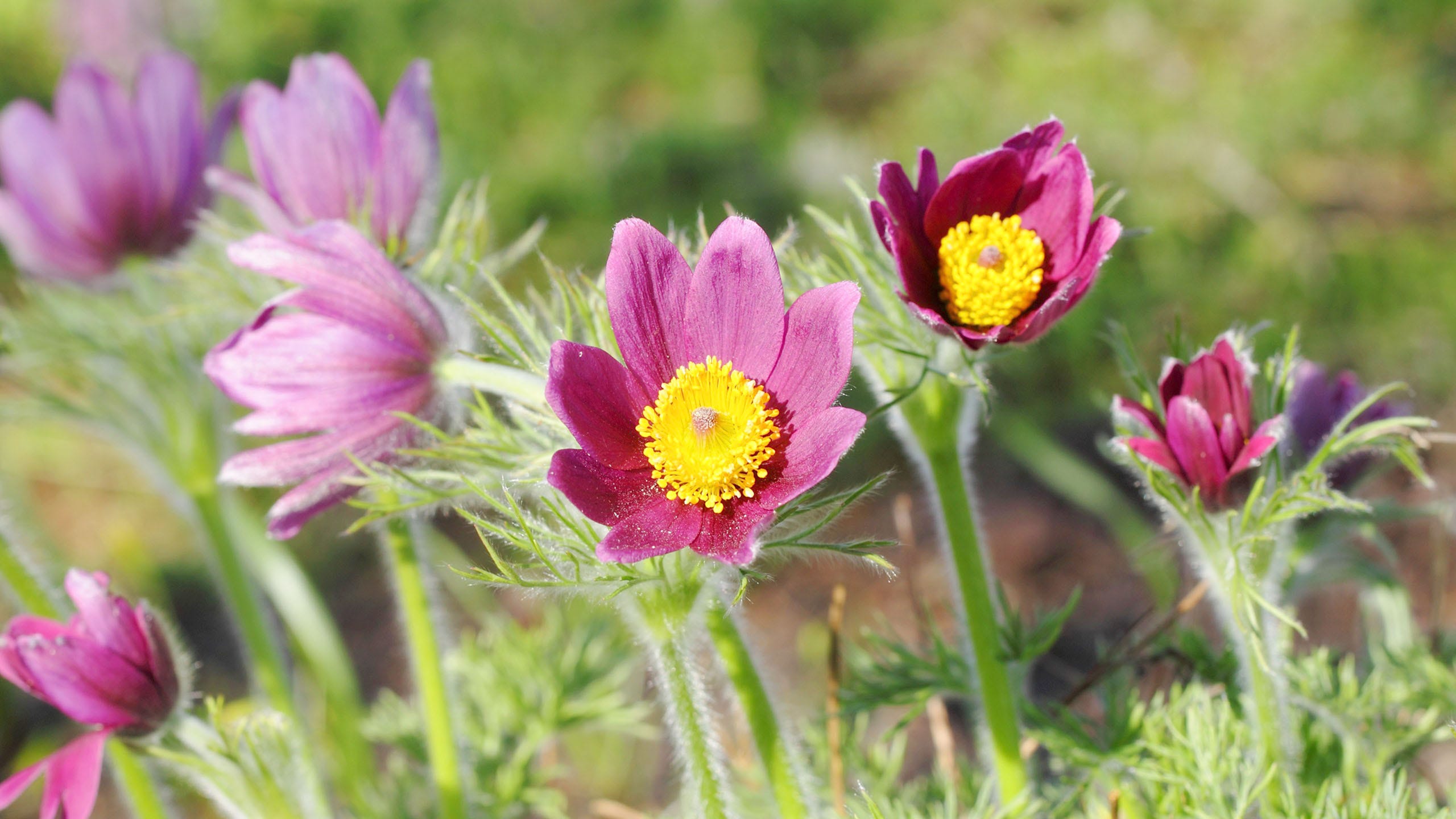 10 Best LowMaintenance Flowers for Effortless Garden by Charlotte