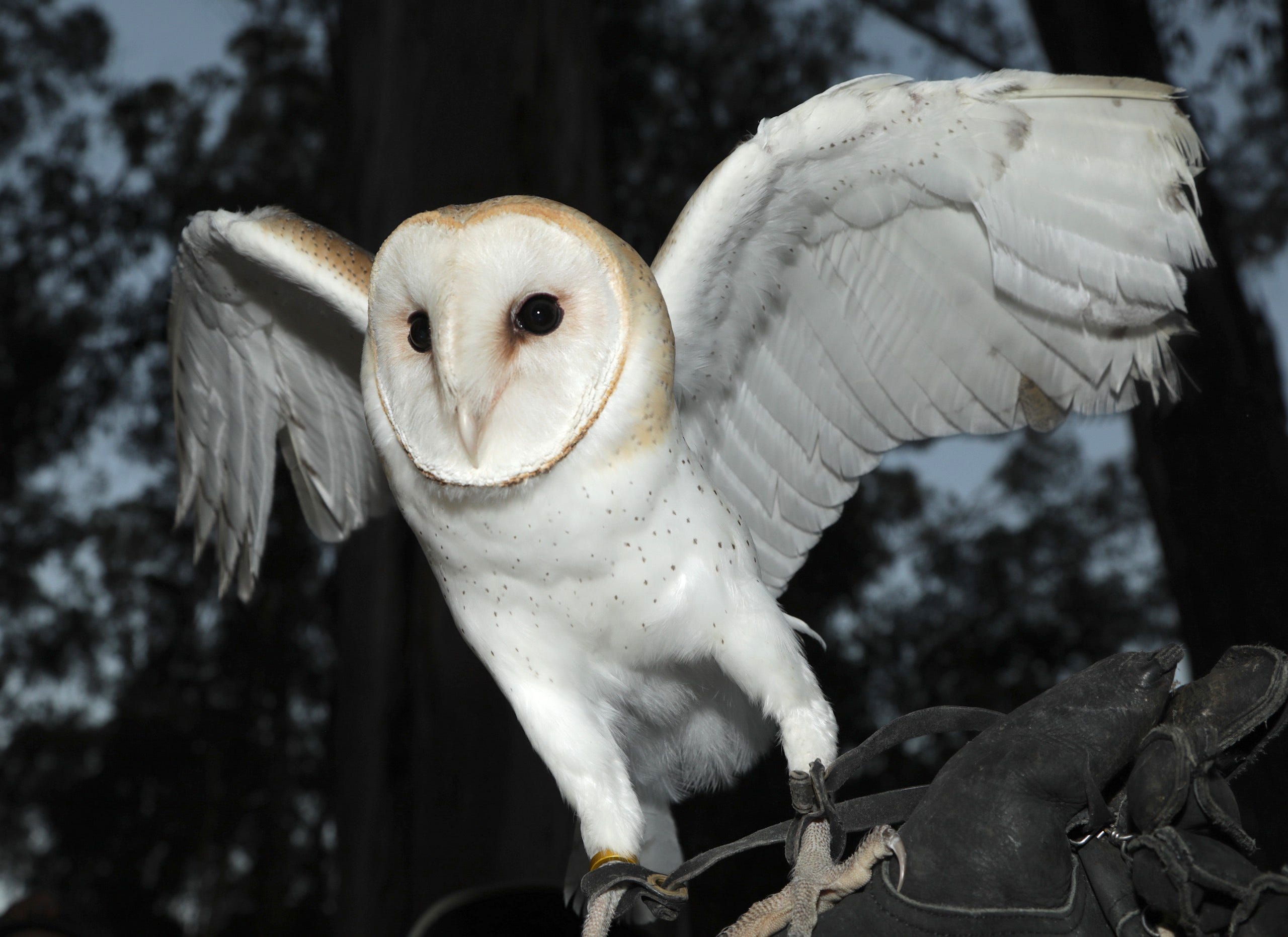 Birds Of A Feather Meet The Father Daughter Falconers Of Silicon Valley By Kate Bradshaw The Six Fifty