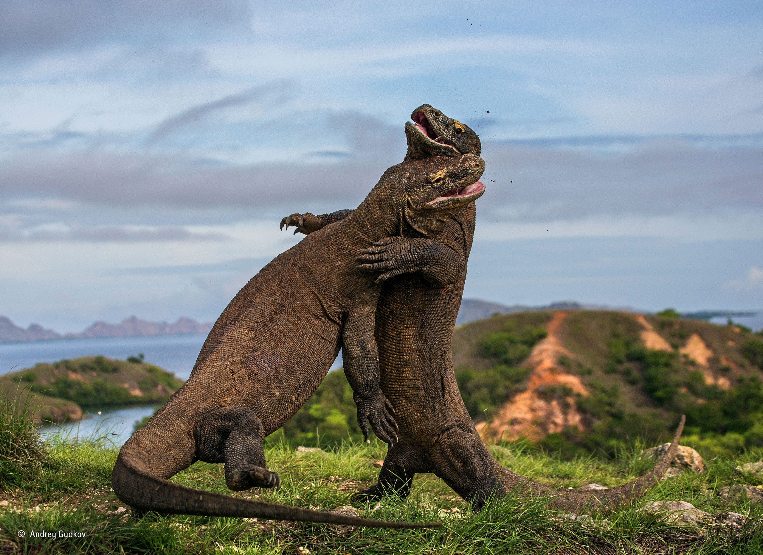 The Best Nature Photographs Of 2015 Pete | Vantage |