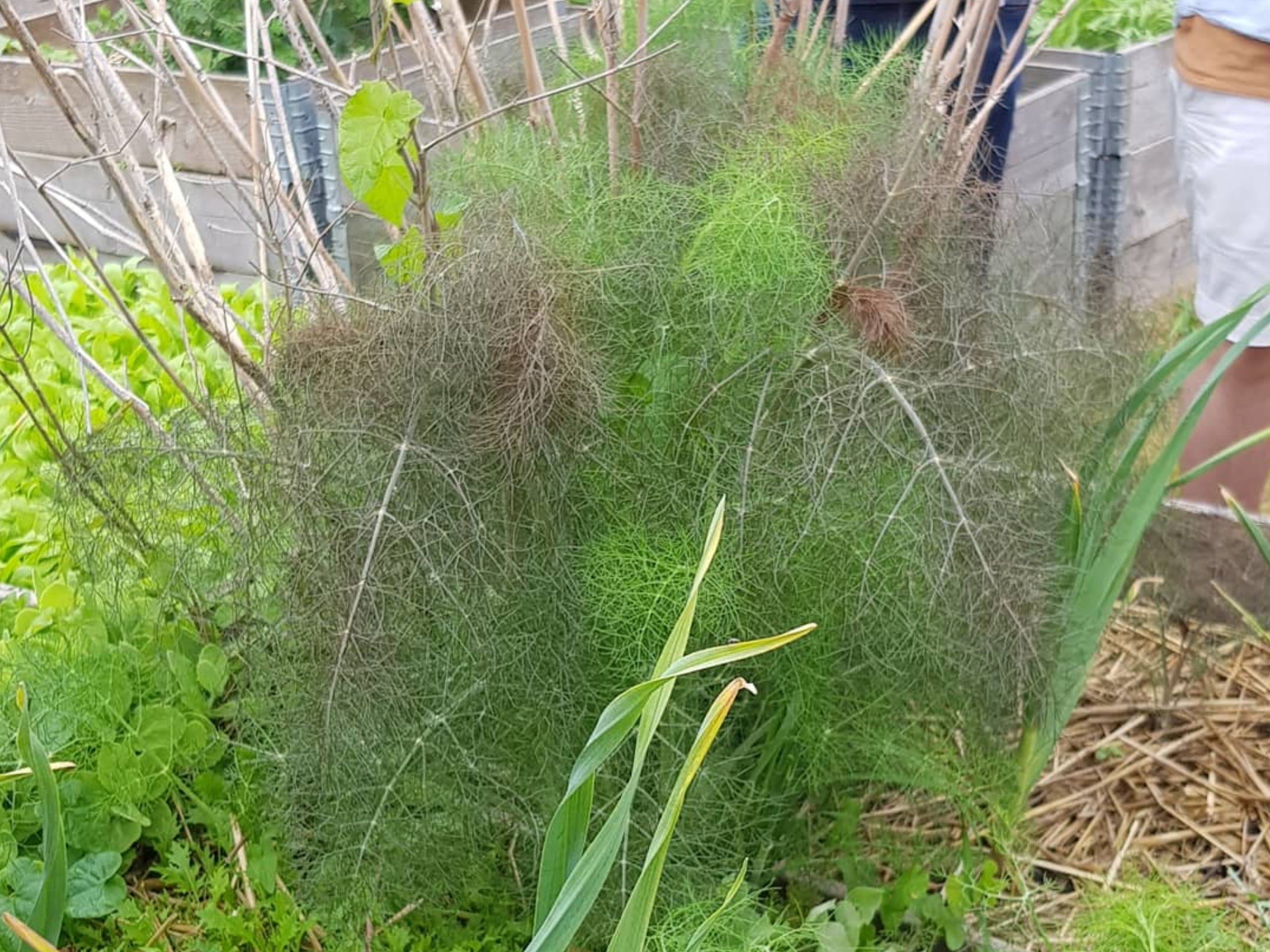 What’s Bronze Fennel?. Everything you need to know about the… by EAT