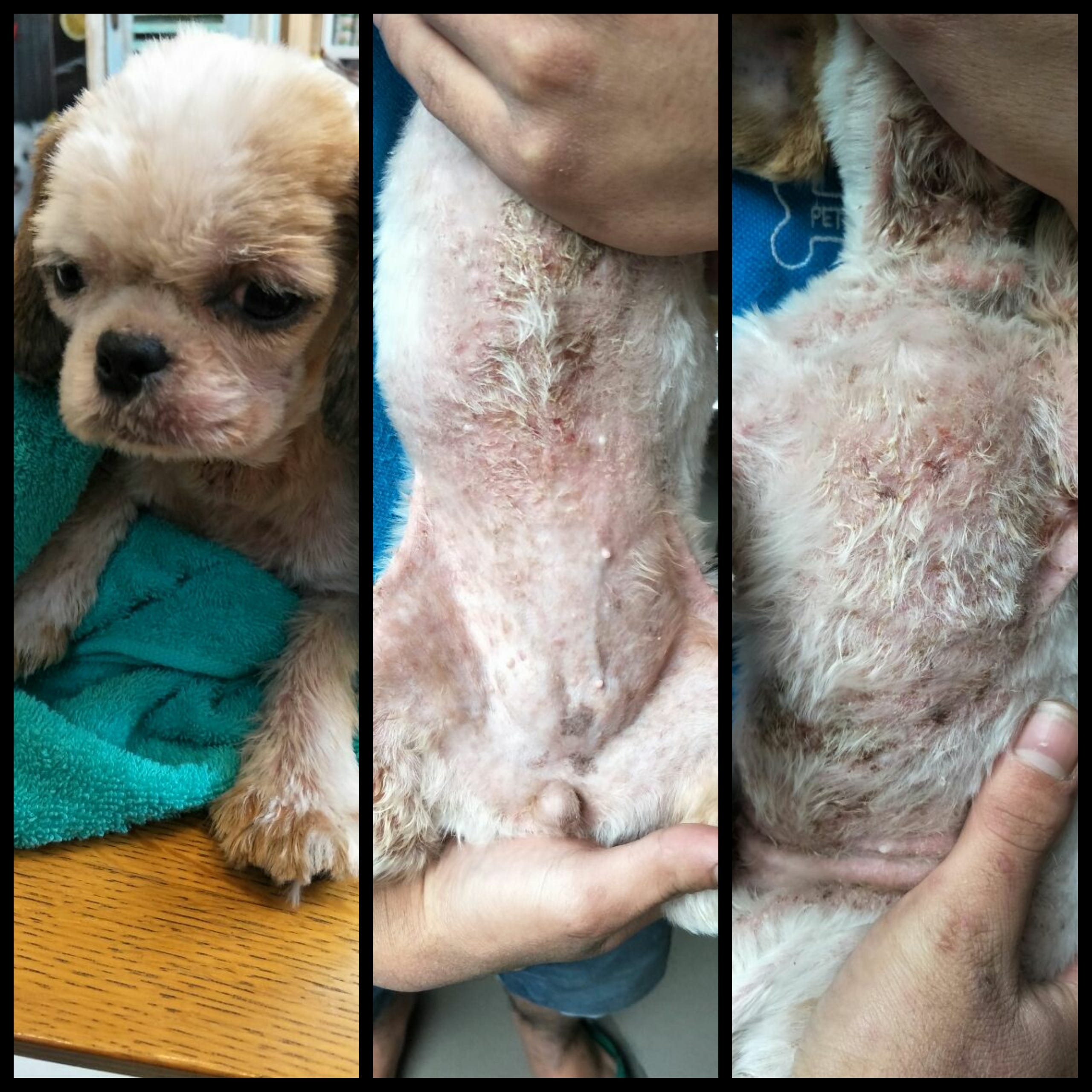 Demodex Pada Shihtzu Rio Farm