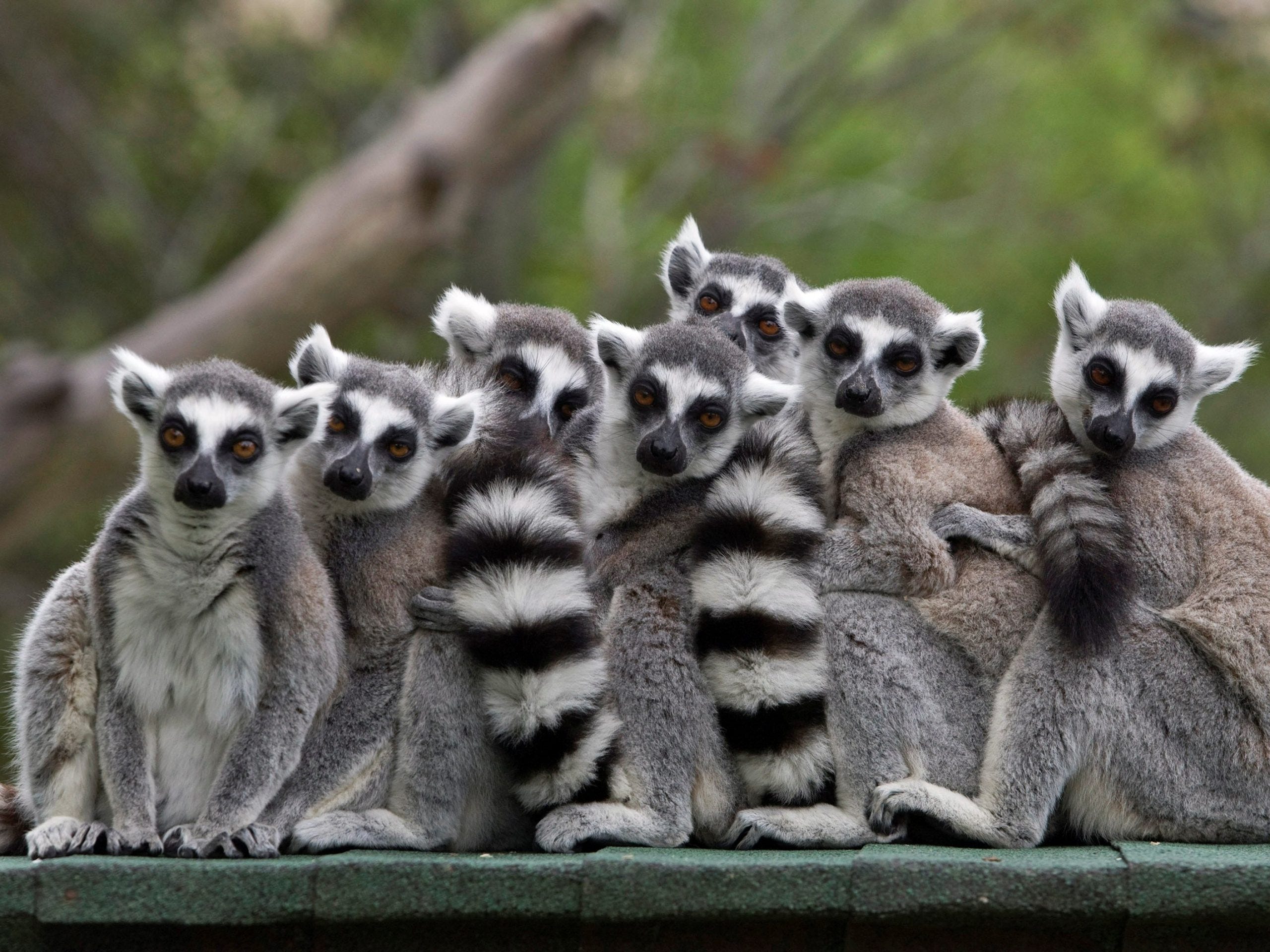 lemurs and baobab trees rescued
