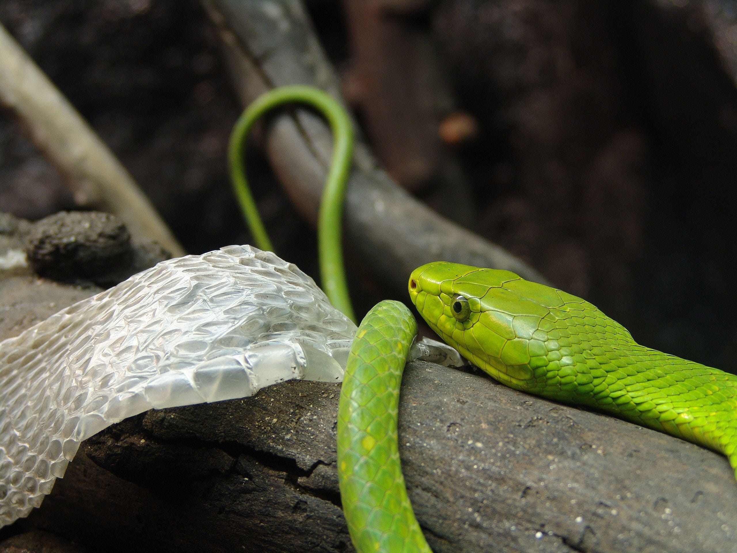 Green Mamba Vs Black Mamba Posted At 23 03h In Adventure Medical By Red Medium
