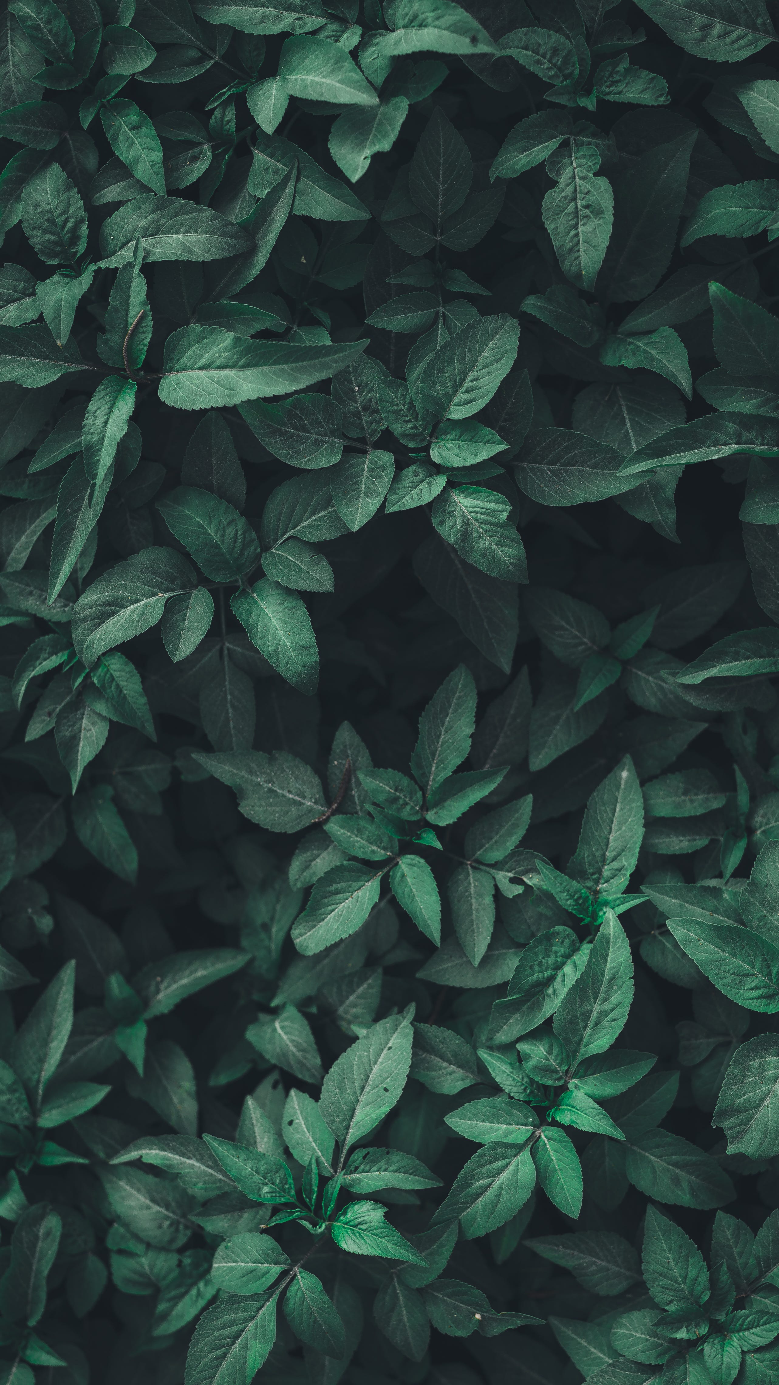 Commonly used design patterns in javascript better programming medium