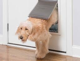 Give The Most Effective Insulated Dog Door For Your Dog