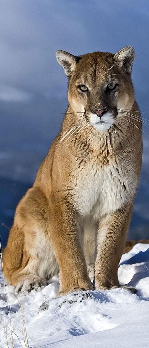 Puma / Mountain Lion / Cougar (all 