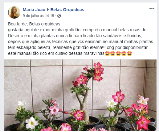 rosas do deserto