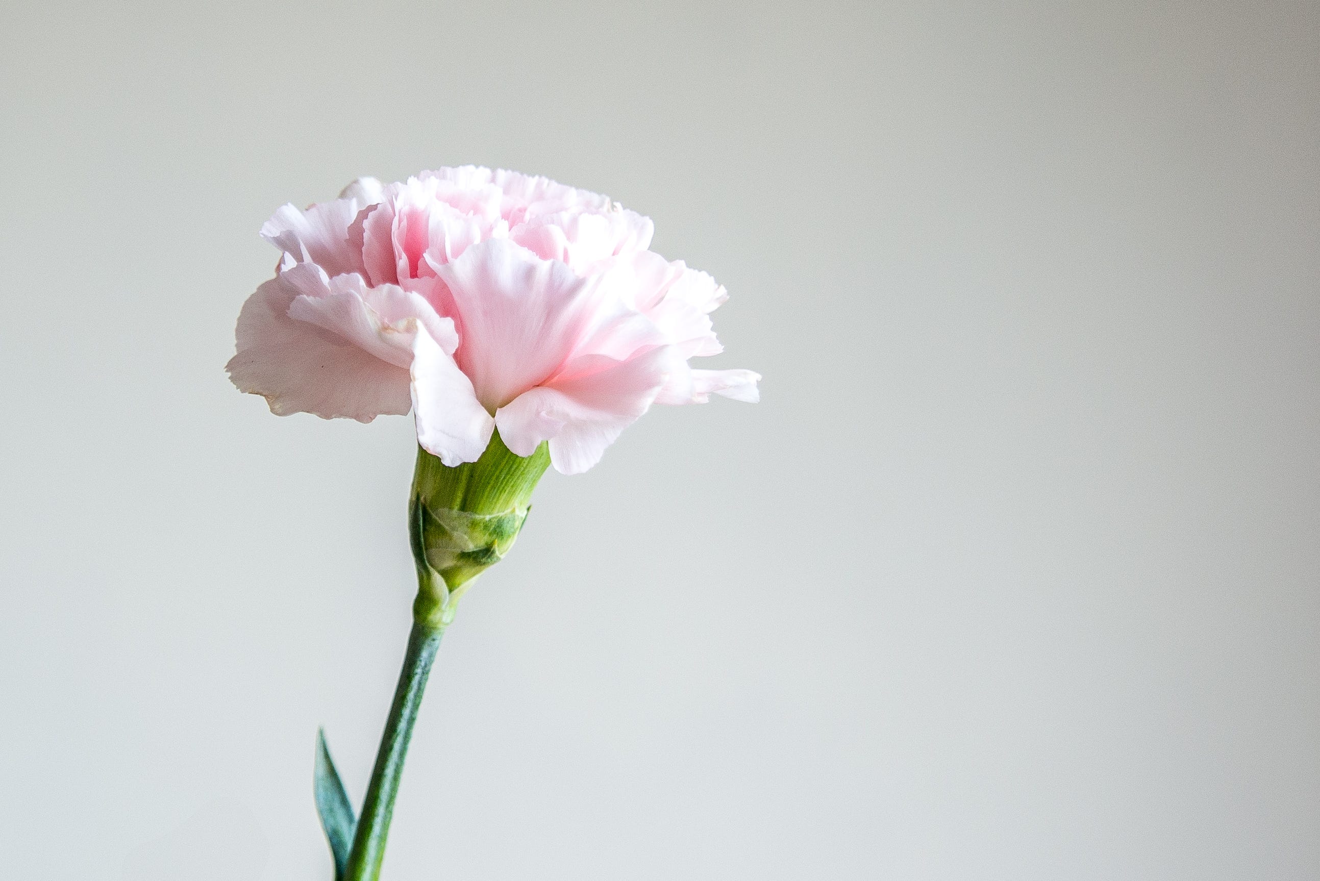 first mothers day flowers