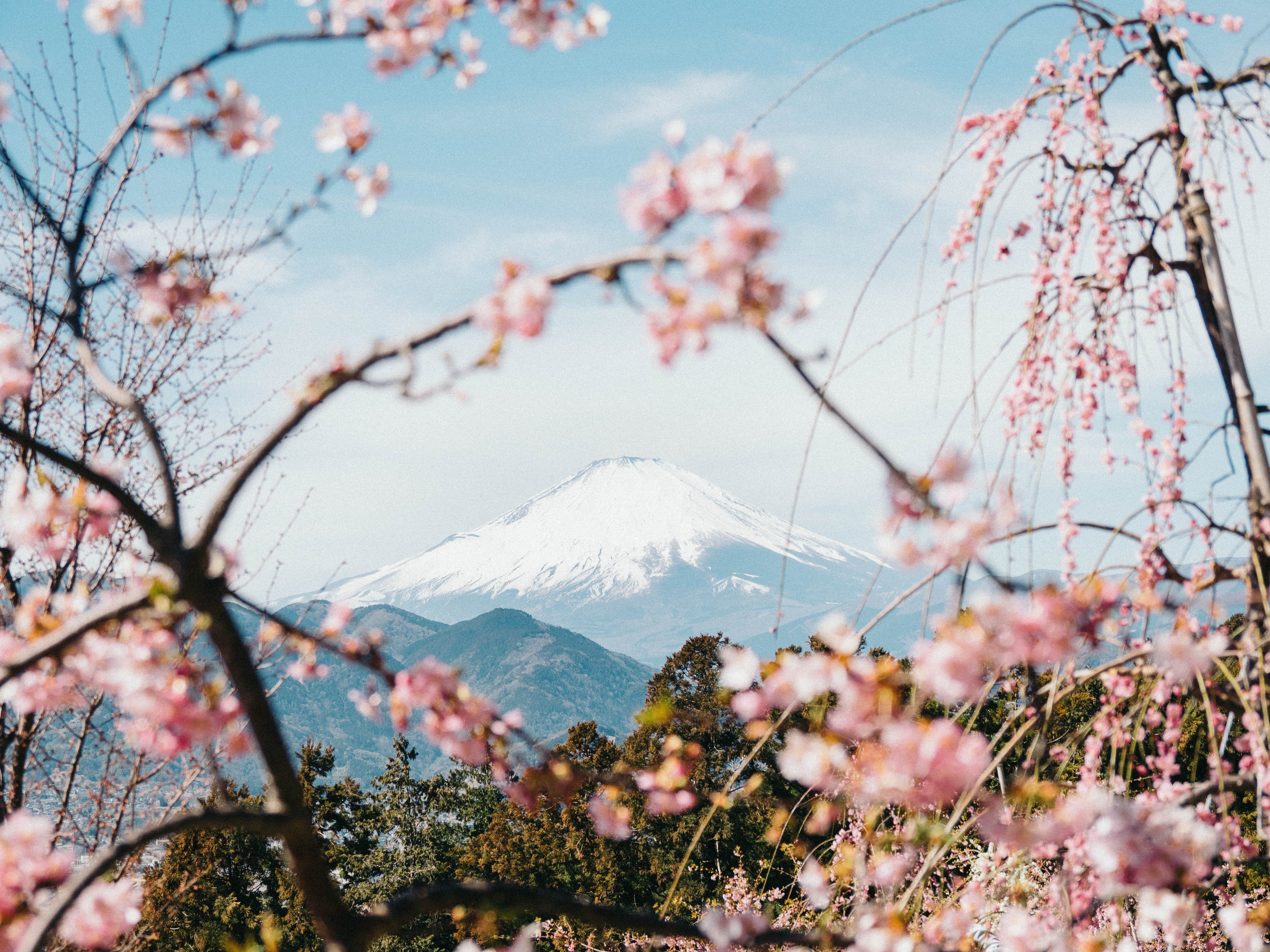 Snow-covered Mt. Fuji in the background with cherry-blossom trees in the foreground