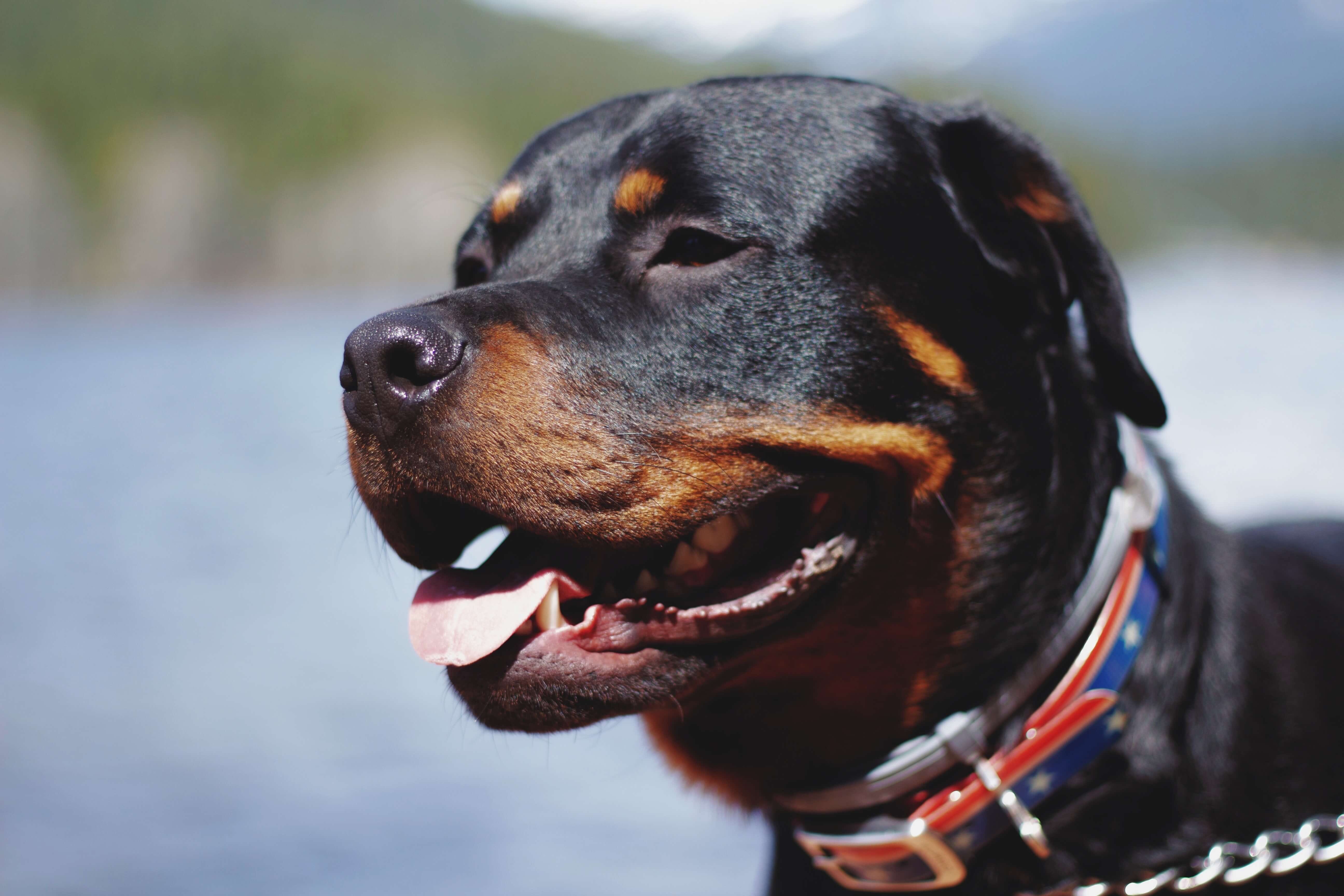 rottweiler aggression towards owner