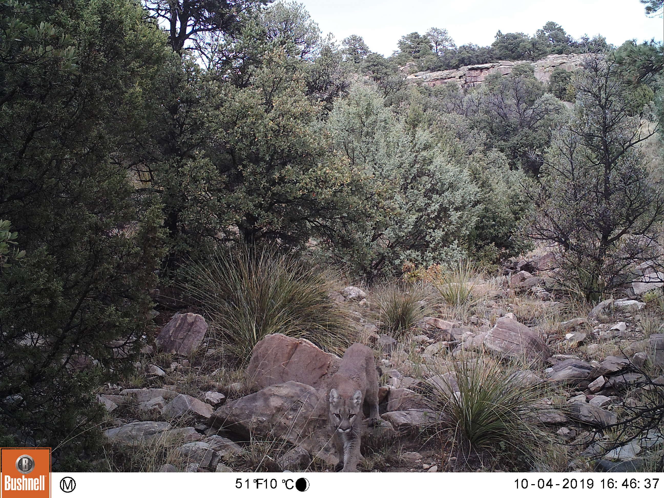 mountain lion in trail
