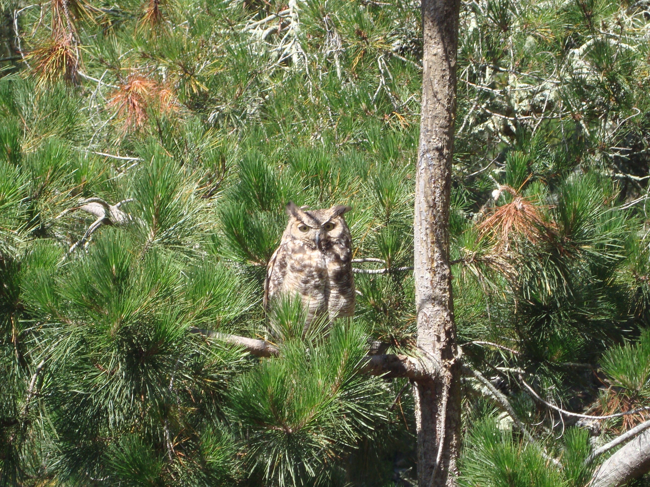Avian Experts Shed Light On Lives Of Owls On Peninsula In Marin