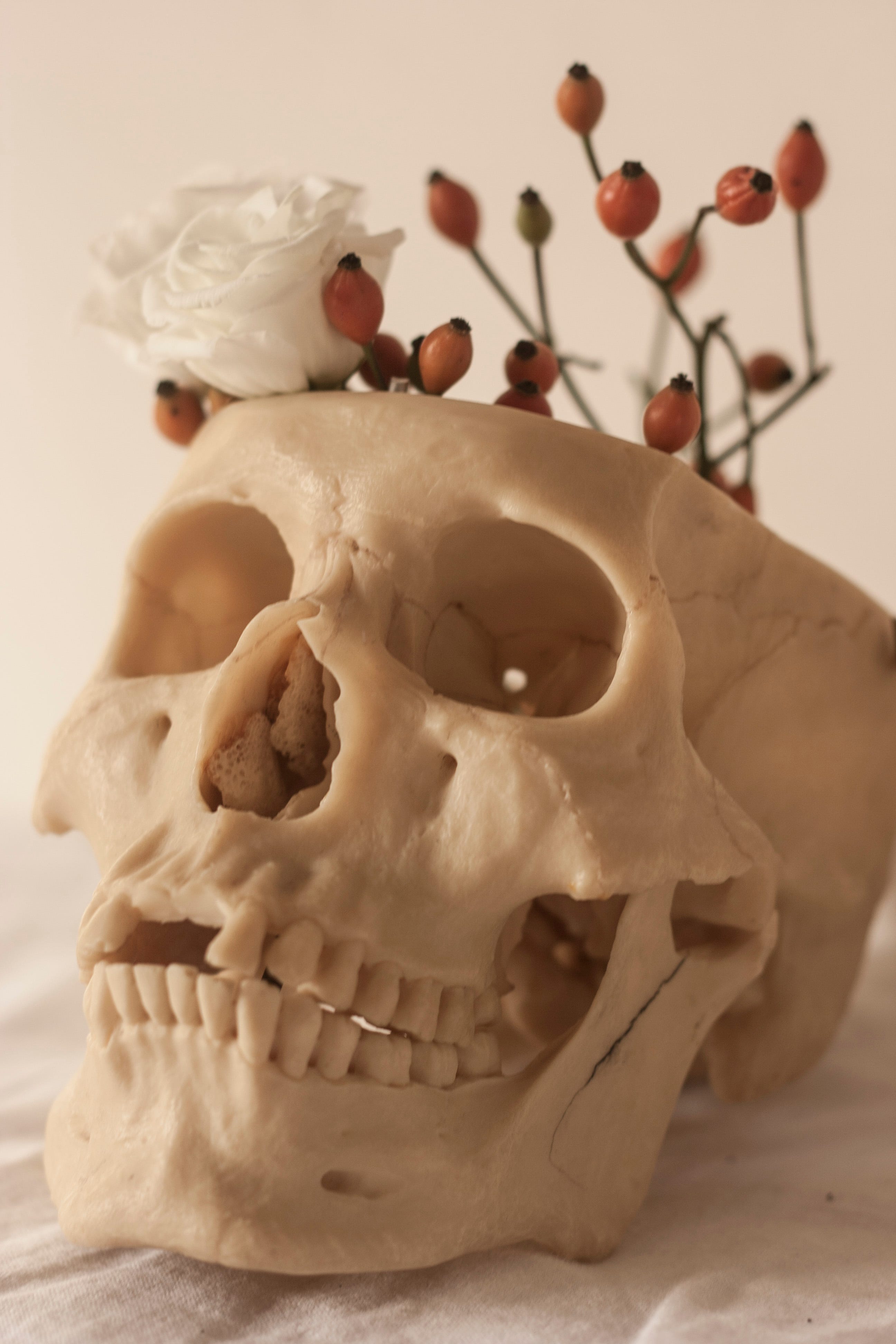 Life Death Still Life Photography For My Art By Anna Mayer Am Portfolio Medium
