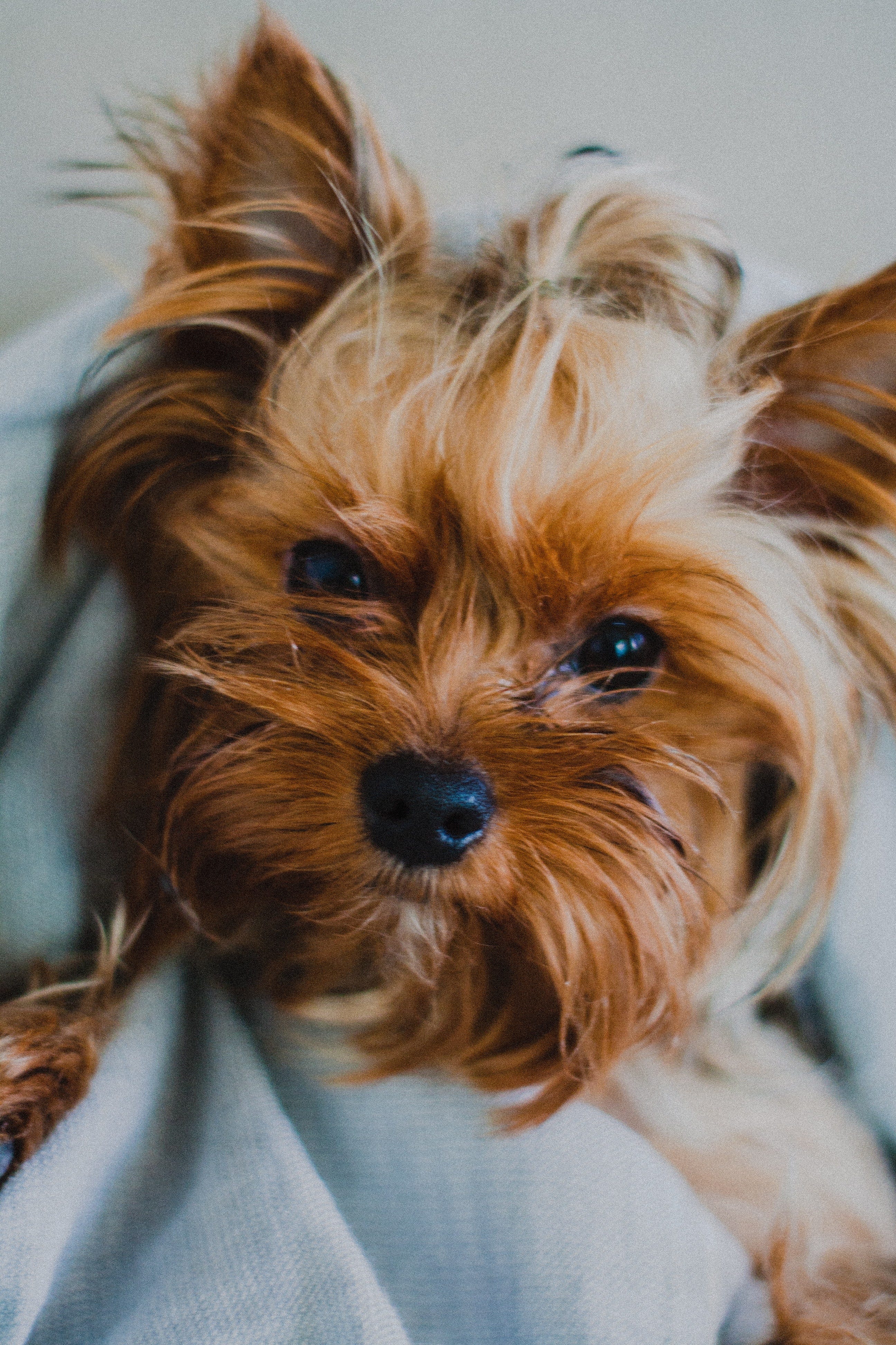 pictures of different yorkie coats