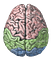 drawing of brain from above