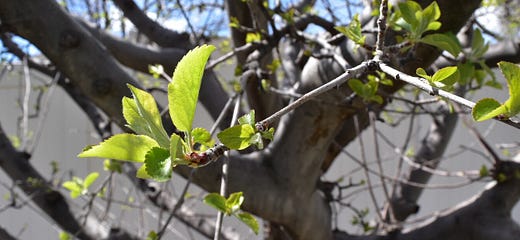 When To Prune Apple Trees