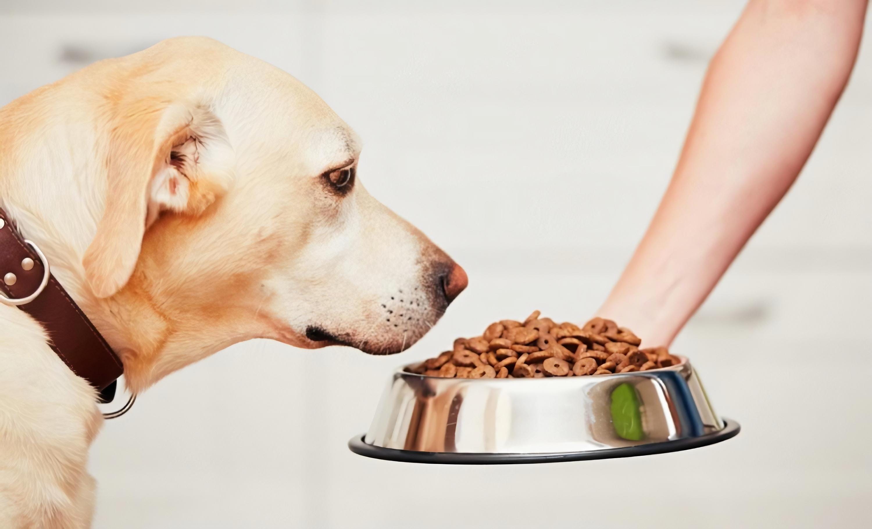 how to get puppy to eat dry food