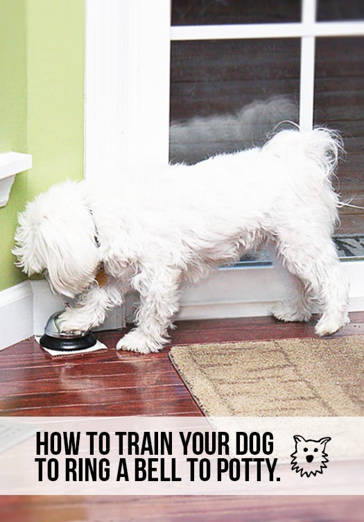 how to train your dog to ring a bell