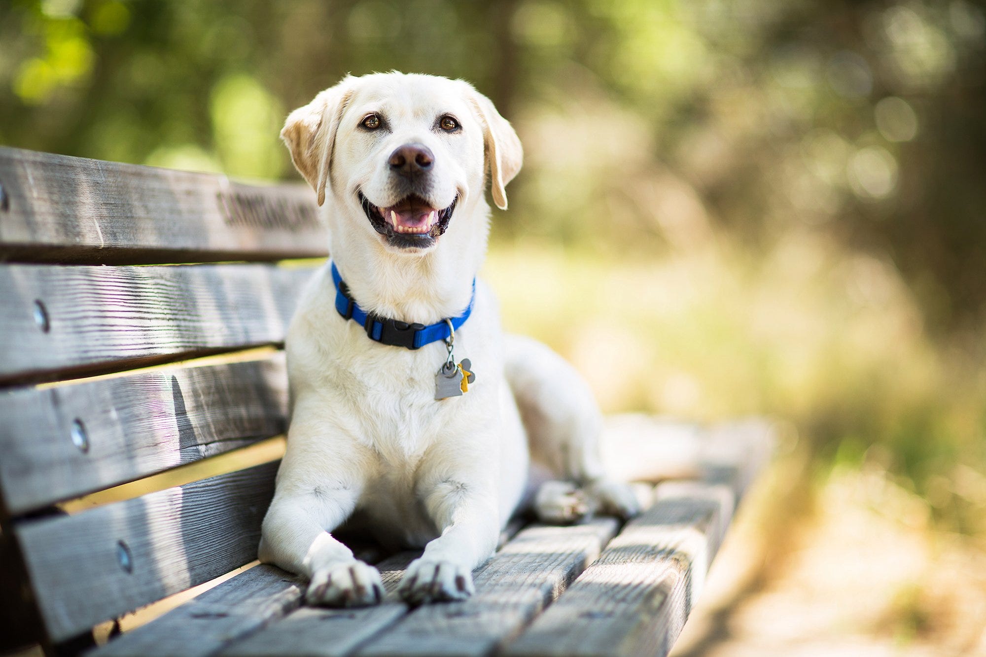Is A Labrador Retriever The Right Dog Breed For You