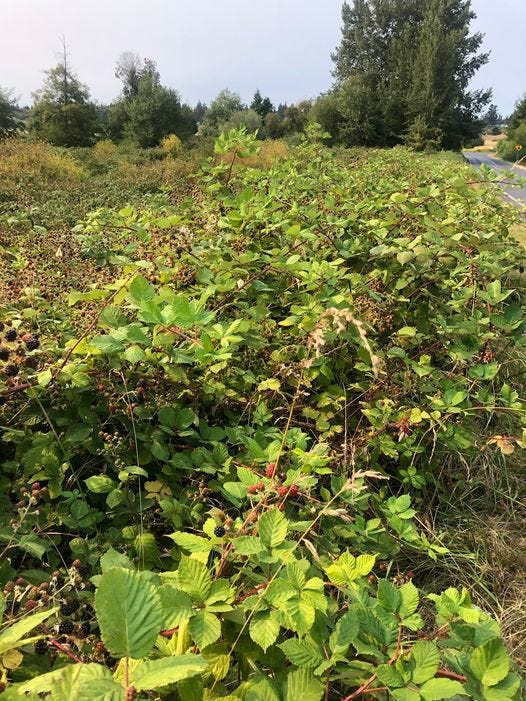 Blackberry Poop Pie “Doctor Funny” Medium