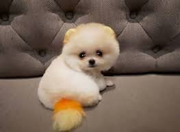 Buy Pomeranian Puppy Online. white 