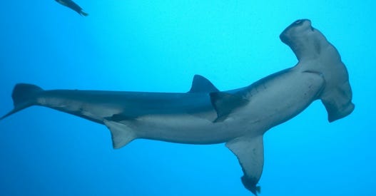 Guardería natural de tiburones martillo en Galápagos | by Caro Restrepo |  Medium