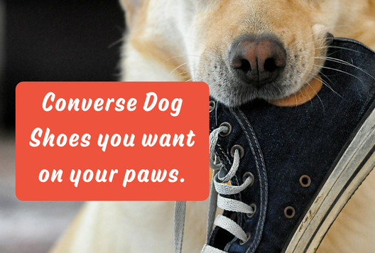 Converse Dog Shoes you want on your 