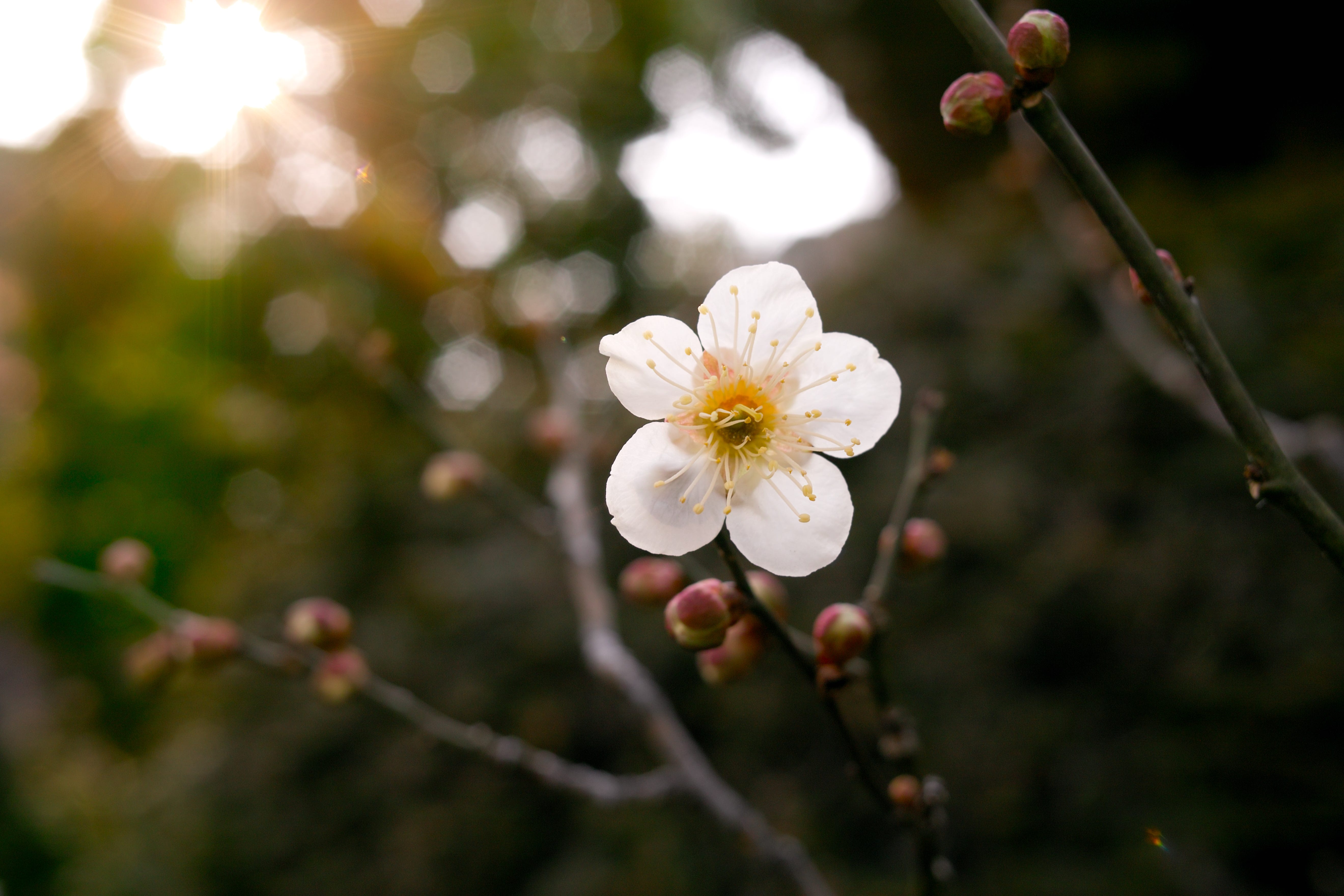 Blooming in Ice The Cool Symbolism of Plum Blossoms Greatwall China Education Consultant