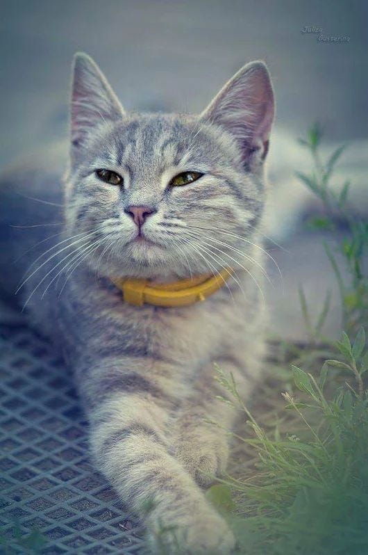 silver grey tabby