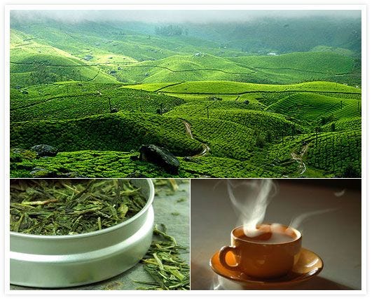 The Popularity of Assam Tea in India - Sarika Negi - Medium