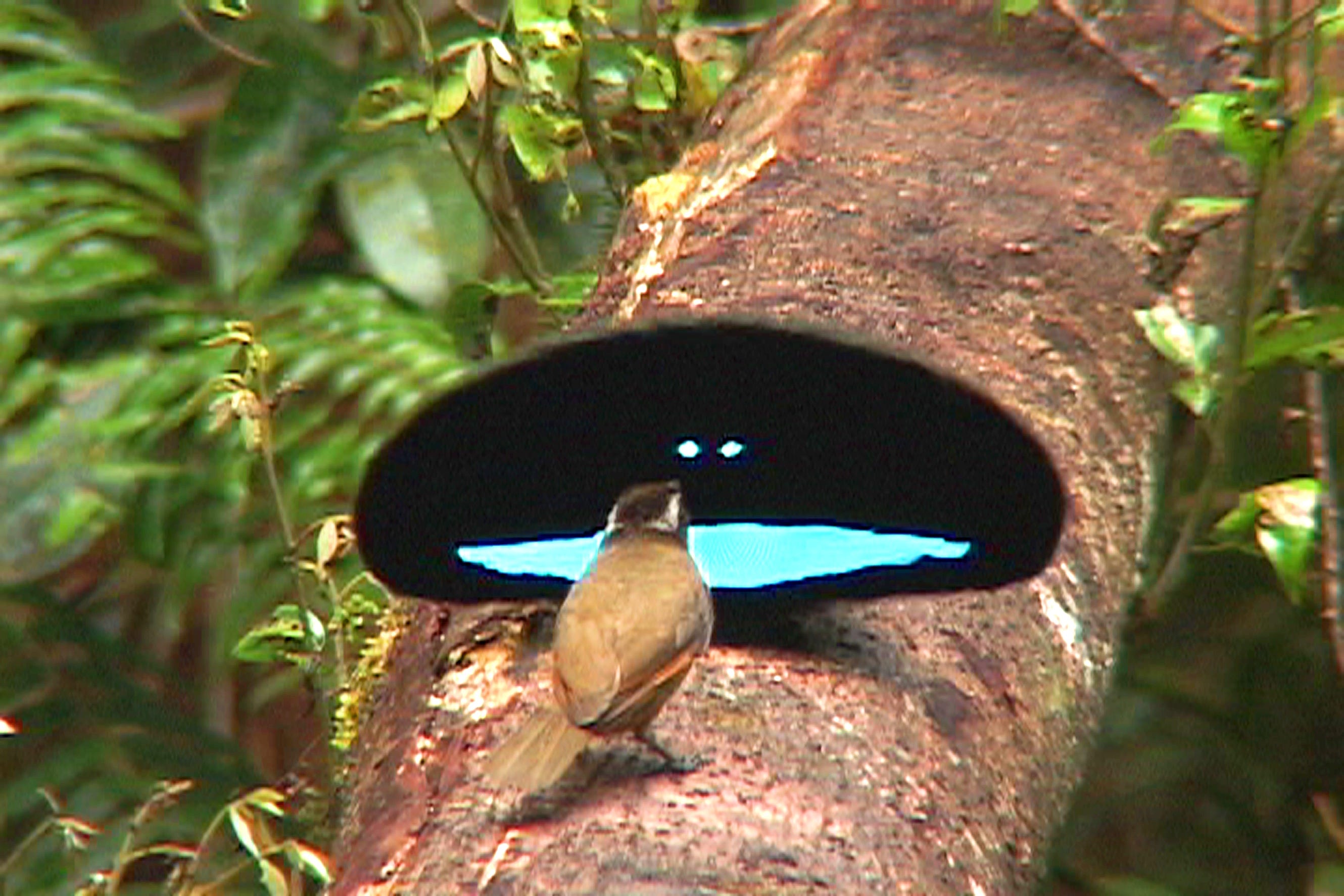 The male Superb Bird of Paradise (Lophorina superba) displays to a female (...